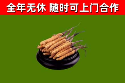 泉州回收冬虫夏草
